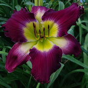 Purple Thunder Daylily